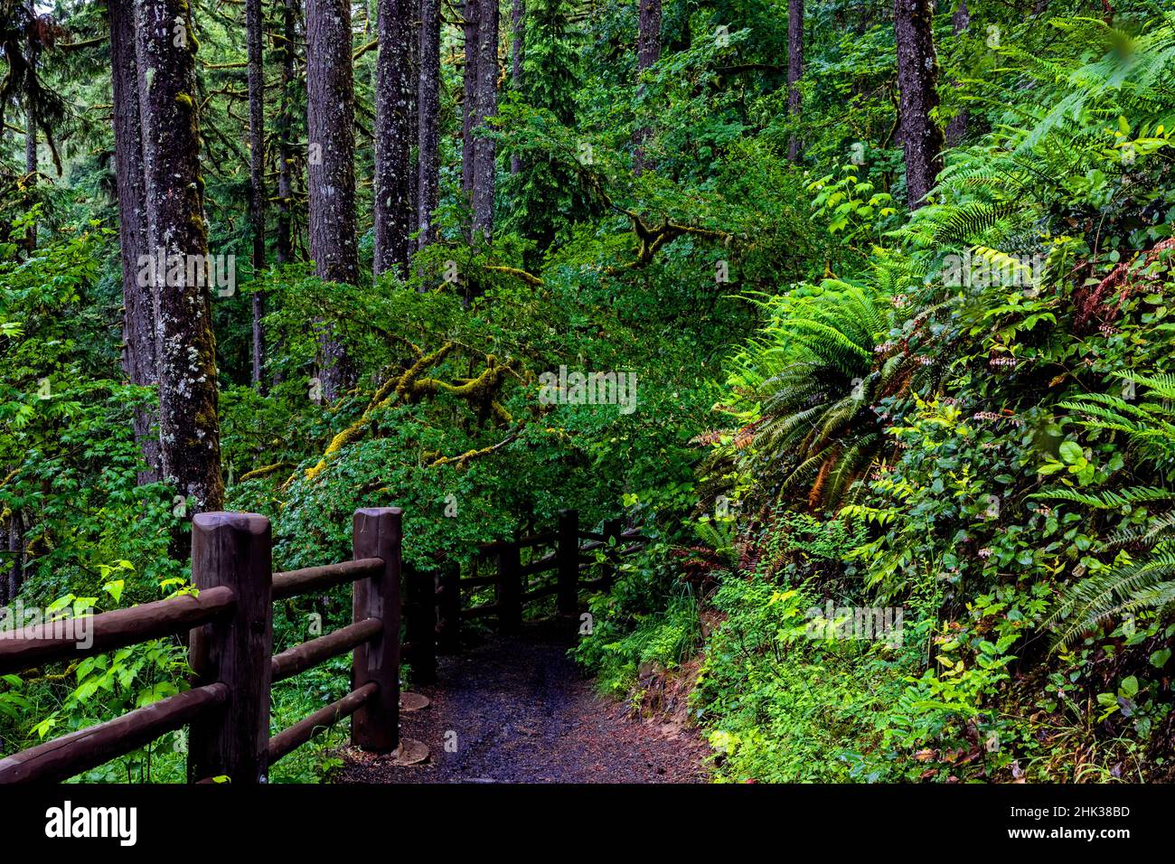 USA, Oregon, Silver Falls State Park Stockfoto