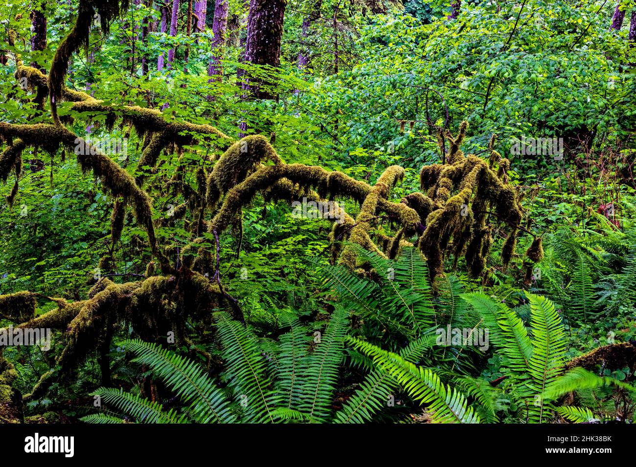 USA, Oregon, Silver Falls State Park Stockfoto