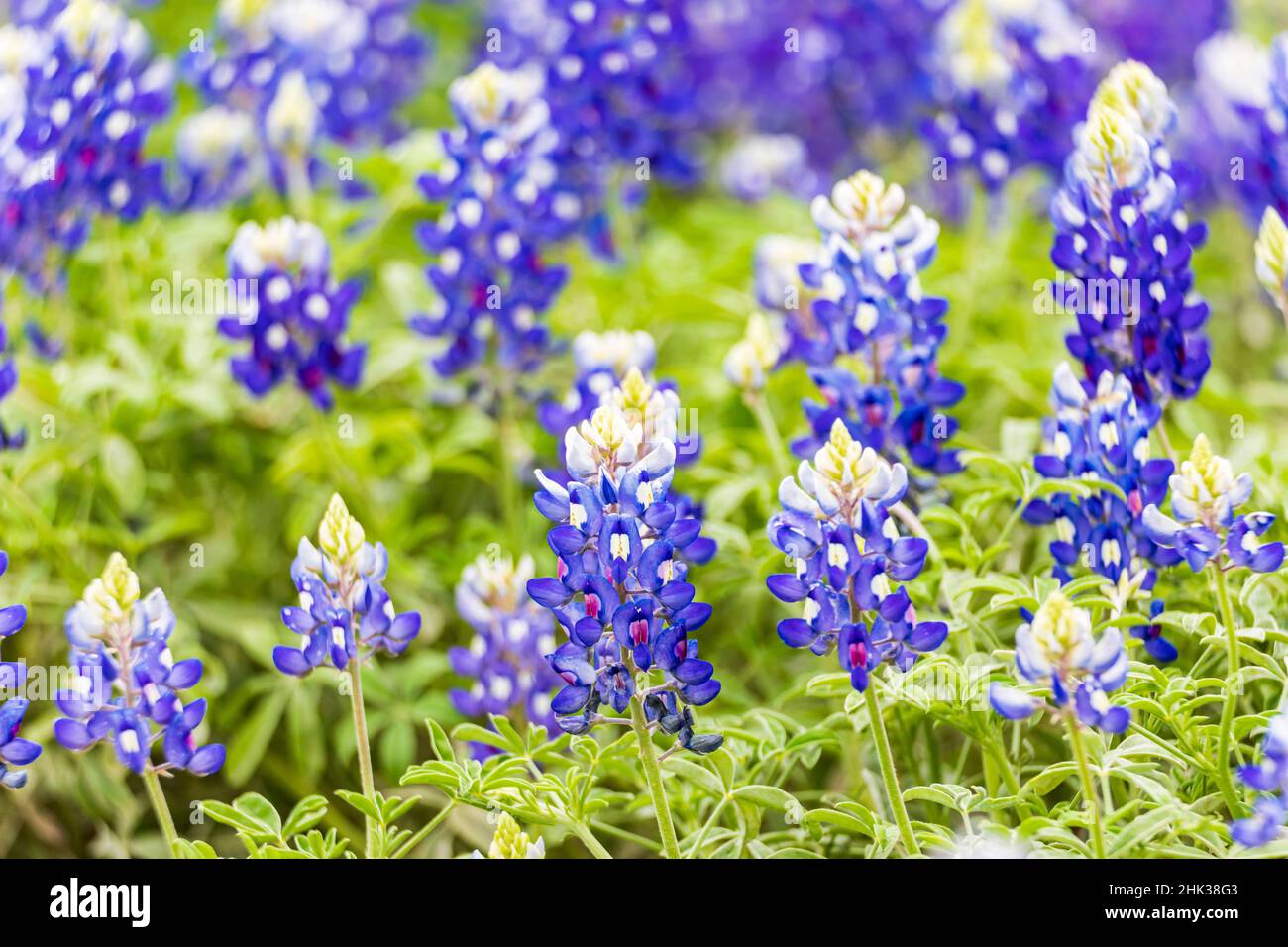 SPICEWOOD, Texas, USA. Bluebonnet Wildblumen im Texas Hill Country. Stockfoto