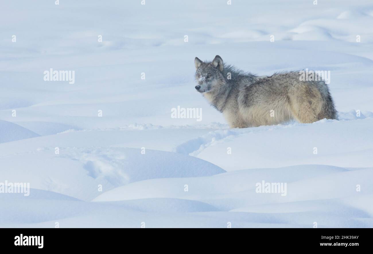 Grauer Wolf, Winterportrait (wild) Stockfoto
