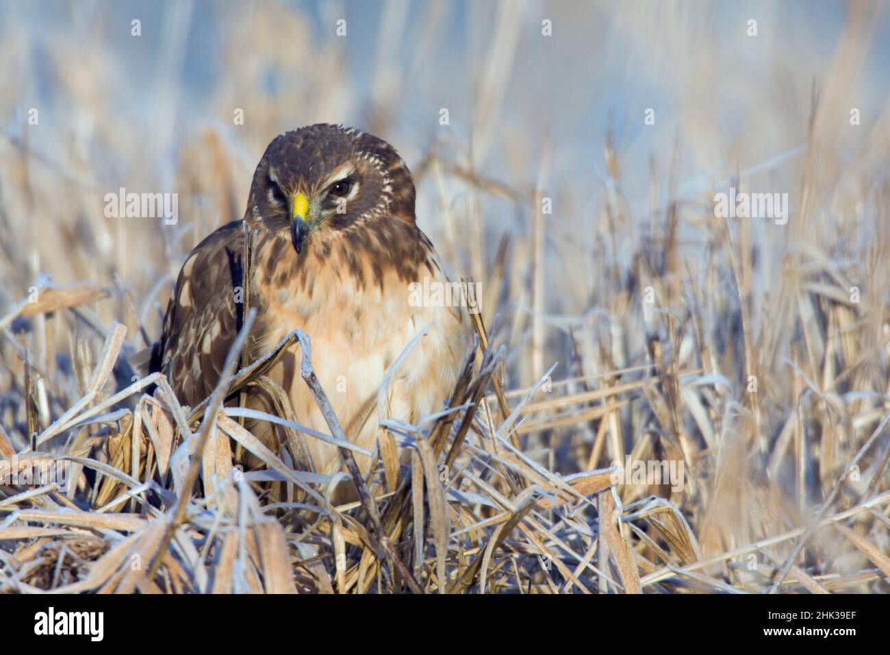 Frostiger Morgen, Northern Harrier Hawk, unreif Stockfoto