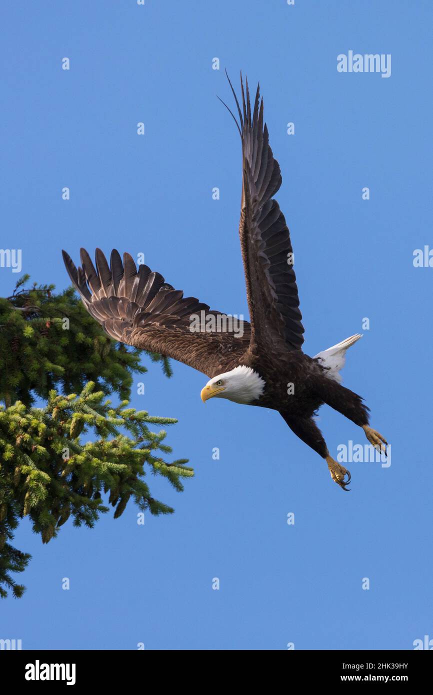 Weißkopf-Seeadler Einnahme Flug Stockfoto