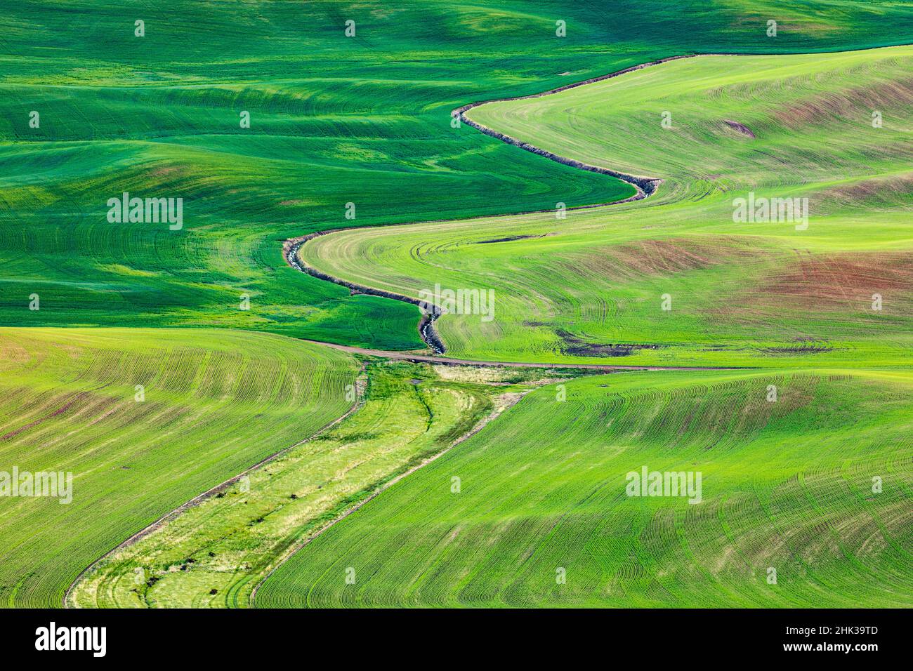 Steptoe Butte State Park, Washington State, USA. Rollende Weizenfelder in den Palouse-Hügeln. Stockfoto