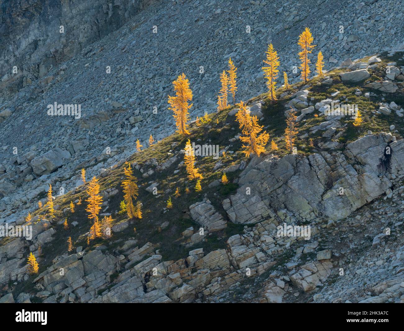 Washington State, North Cascades, Golden Larch Trees Stockfoto