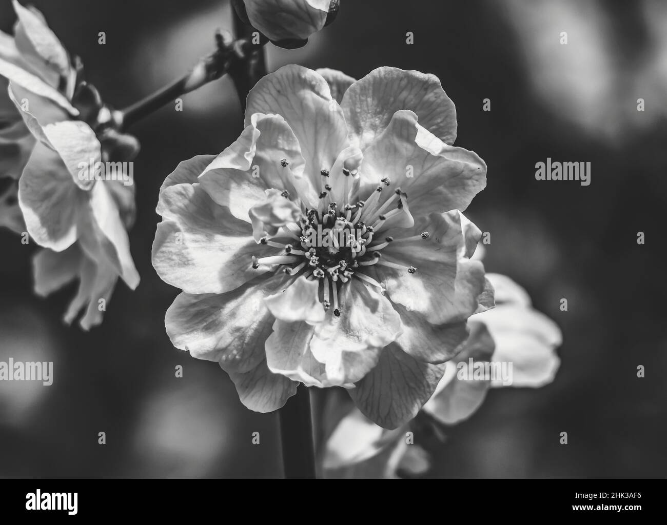 Blühender Obstbaum-Makro, Bellevue, Washington State. Stockfoto