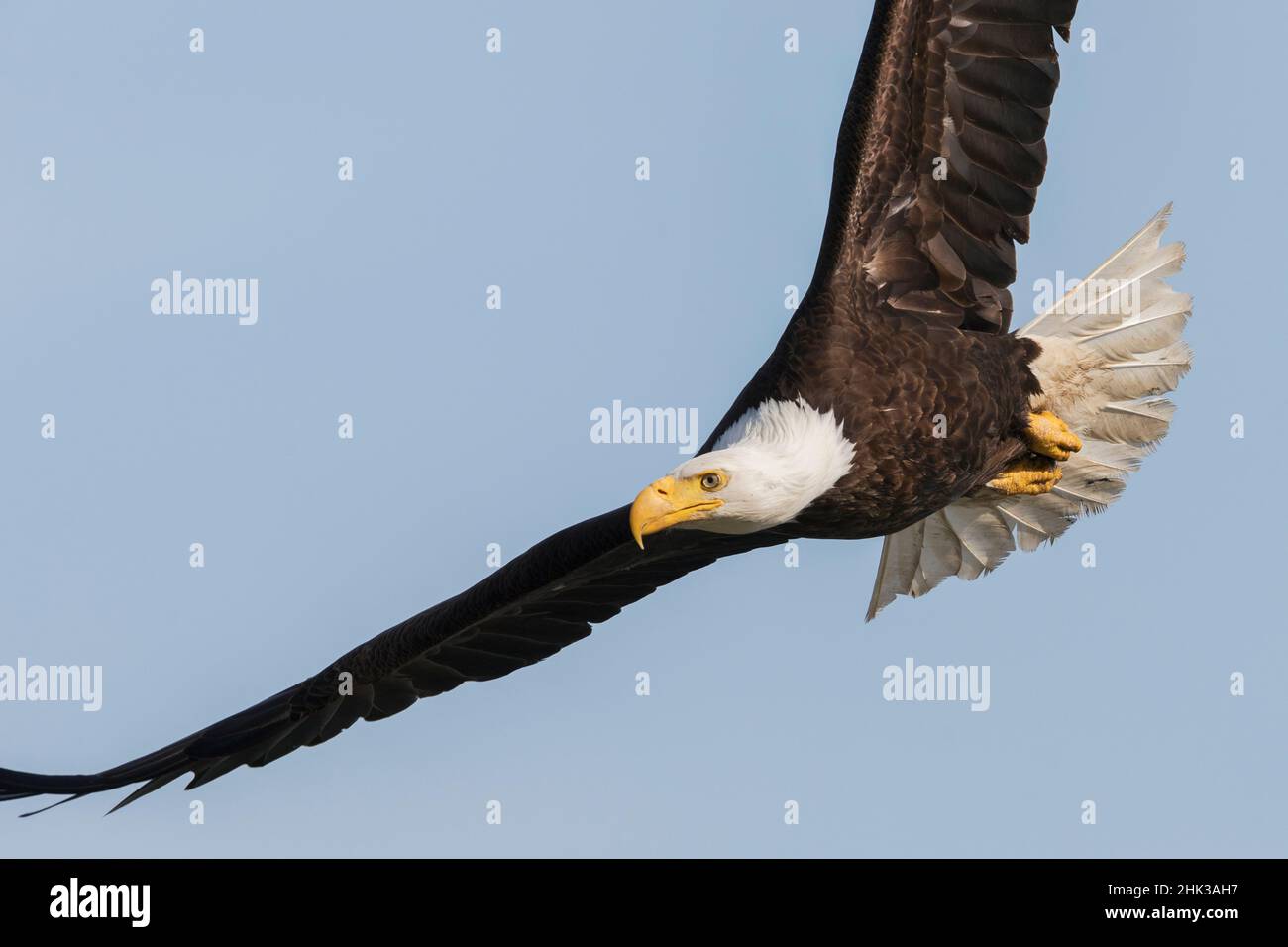 Weißkopfseeadler aus nächster Nähe im Flug Stockfoto