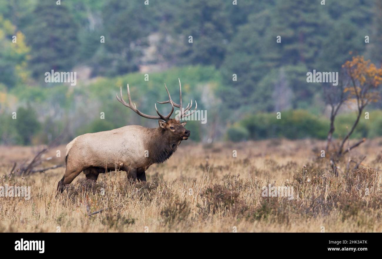 Rocky Mountain bull elk Stockfoto