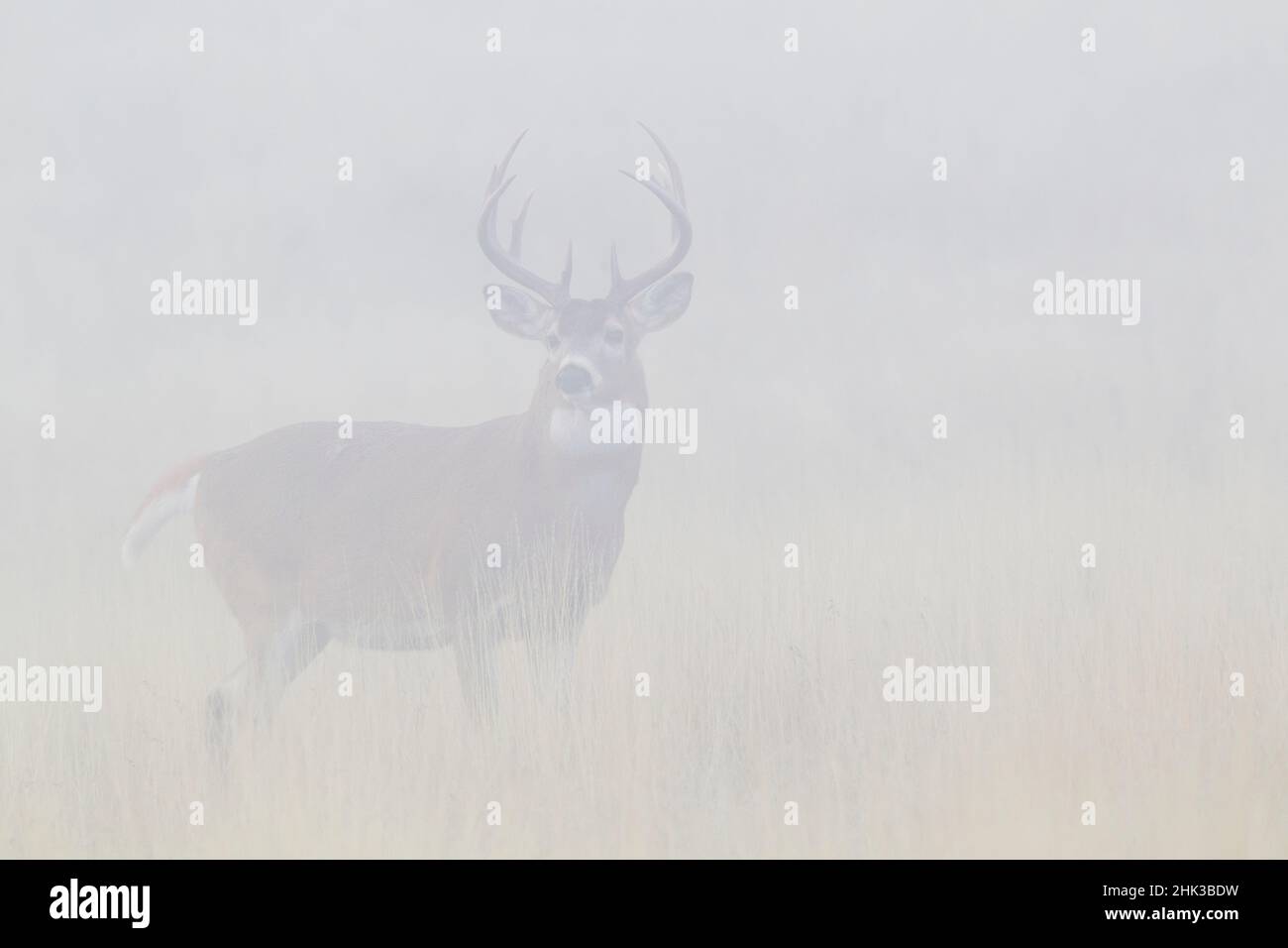 Weißschwanz-Hirschbock im dichten Morgennebel Stockfoto