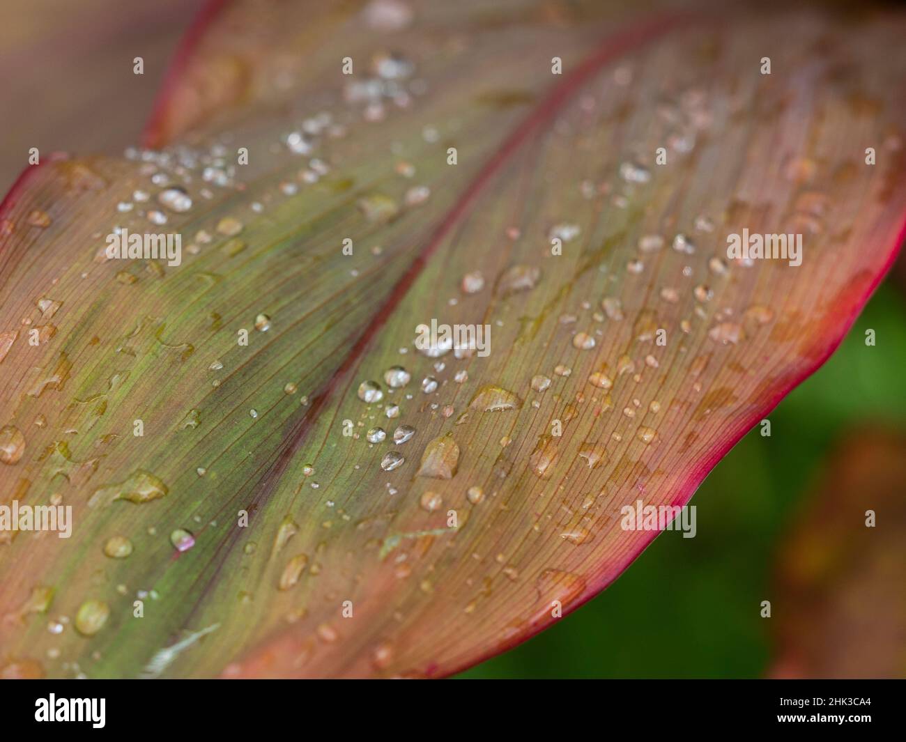 Fidschi, Taveuni Island. Wassertropfen auf einem roten und grünen Blatt. Stockfoto