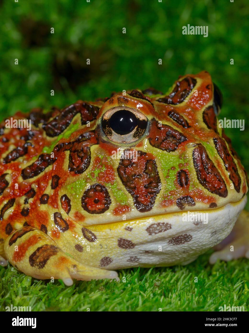 Hochrot verzierte Pacman Frosch, Ceratophrys verzierten, kontrollierten Bedingungen Stockfoto