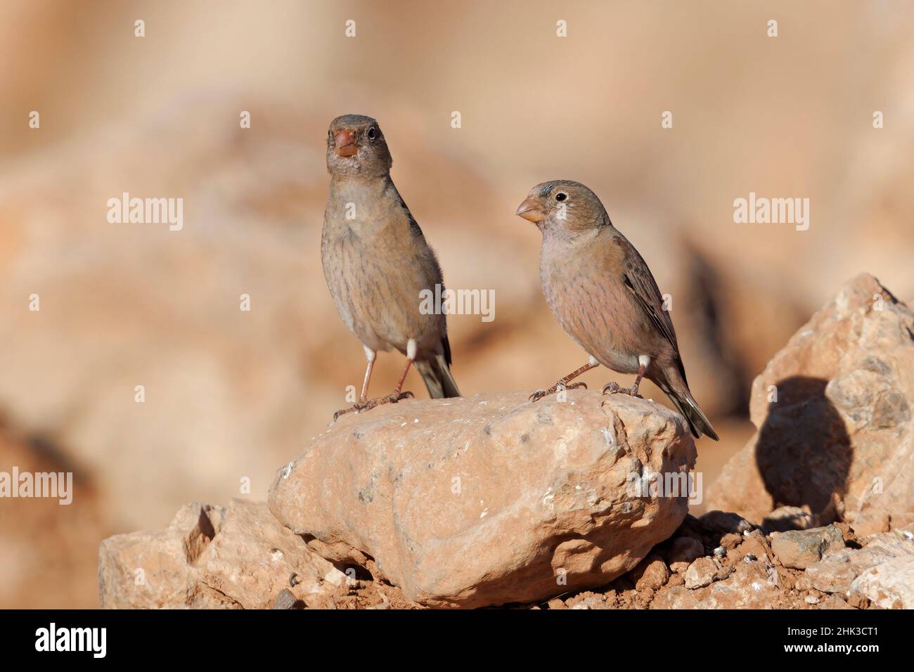 Trompetenfink; Tefia; Fuerteventura; Kanarische Inseln; Januar 2022 Stockfoto