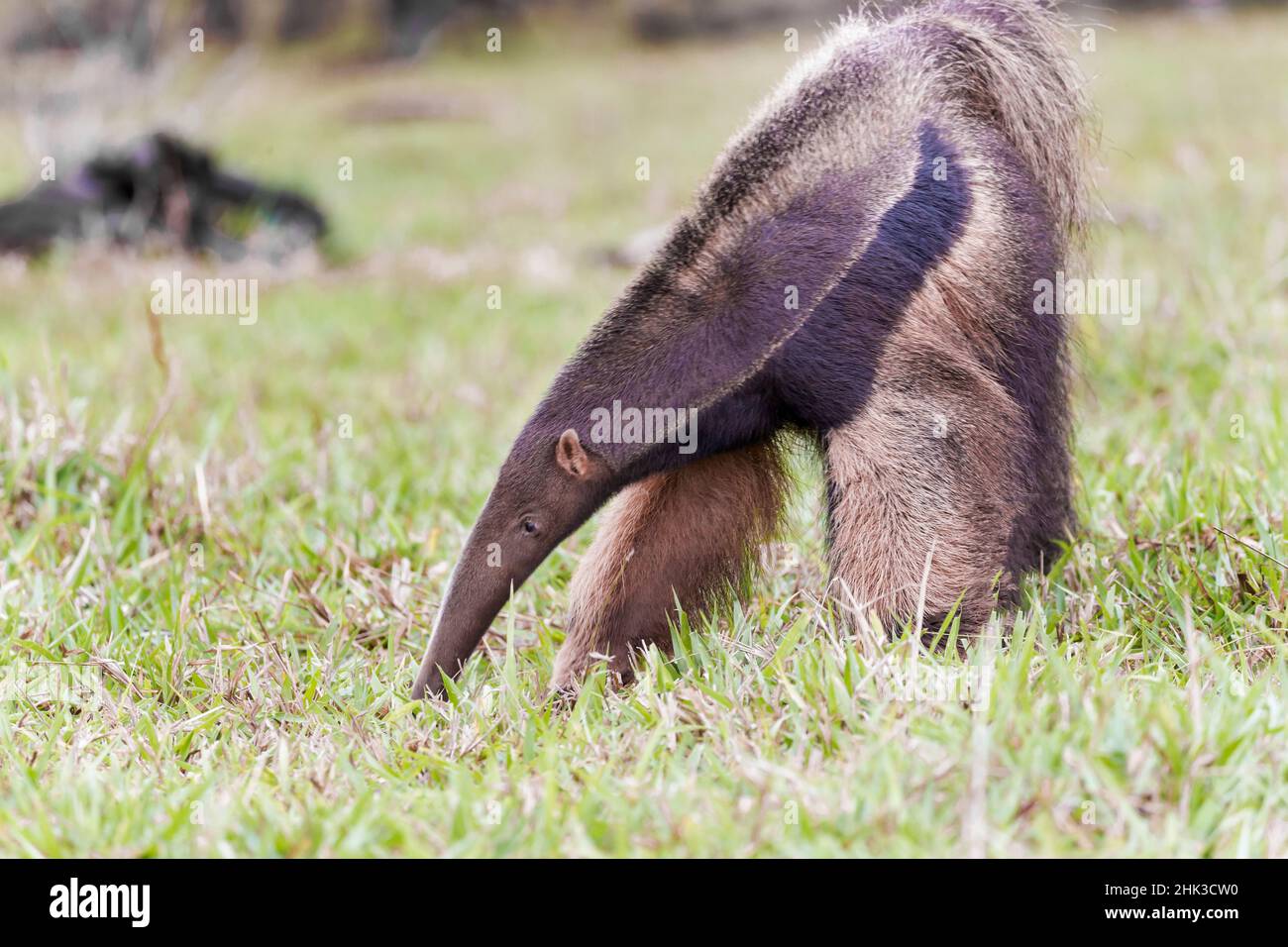 Südamerika, Brasilien, Mato Grosso do Sul, in der Nähe von Bonito, riesigen ameisenbär, Myrmecophaga tridactyl. Giant anteater Essen Ameisen und Termiten in einem offenen fi Stockfoto