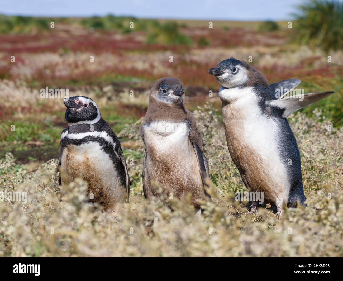 Magellanic Penguin (Spheniscus Magellanicus), am Graben mit der Hälfte gewachsen Küken. Südamerika, Falkland Inseln, Januar Stockfoto
