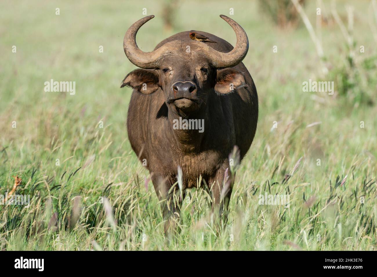 Afrikanischer Büffel (Syncerus caffer), Tsavo, Kenia. Stockfoto