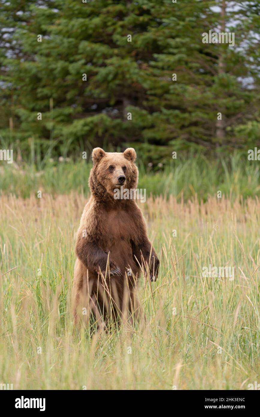 USA, Alaska, Lake Clark National Park. Grizzly-Bärenmutter steht auf der Suche nach Gefahr. Stockfoto