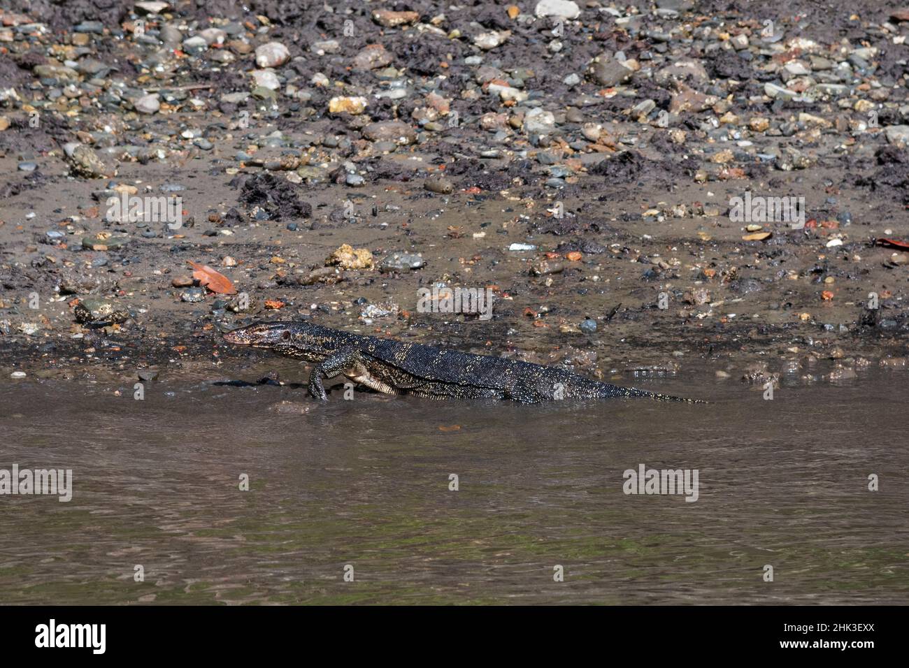Wassermonitor (Varanus-Salvator), Kilim Geoforest Park, Langkawi, Malaysia. Stockfoto
