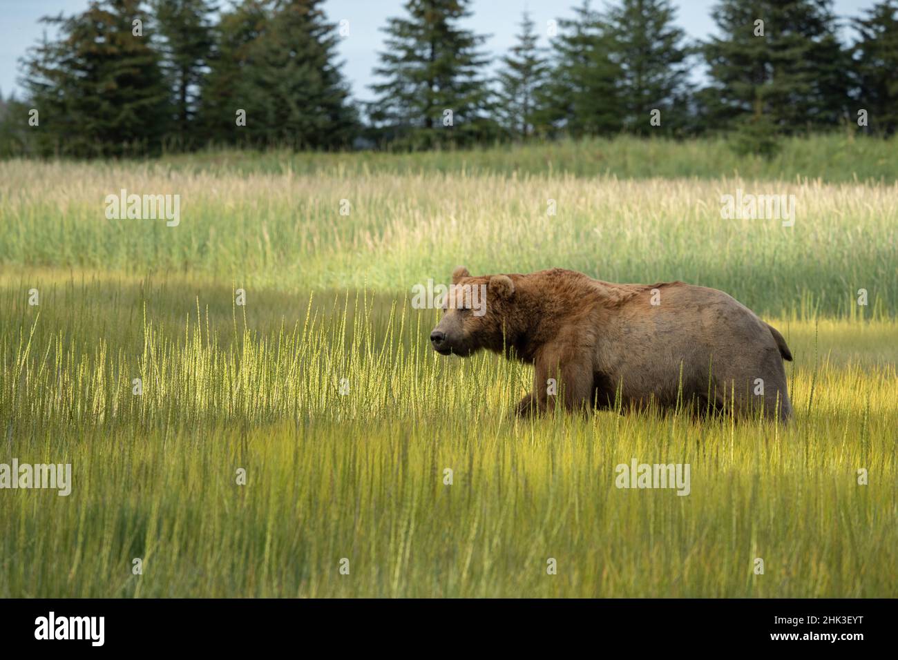 USA, Alaska, Lake Clark National Park. Männlicher Grizzlybär auf der Wiese. Stockfoto