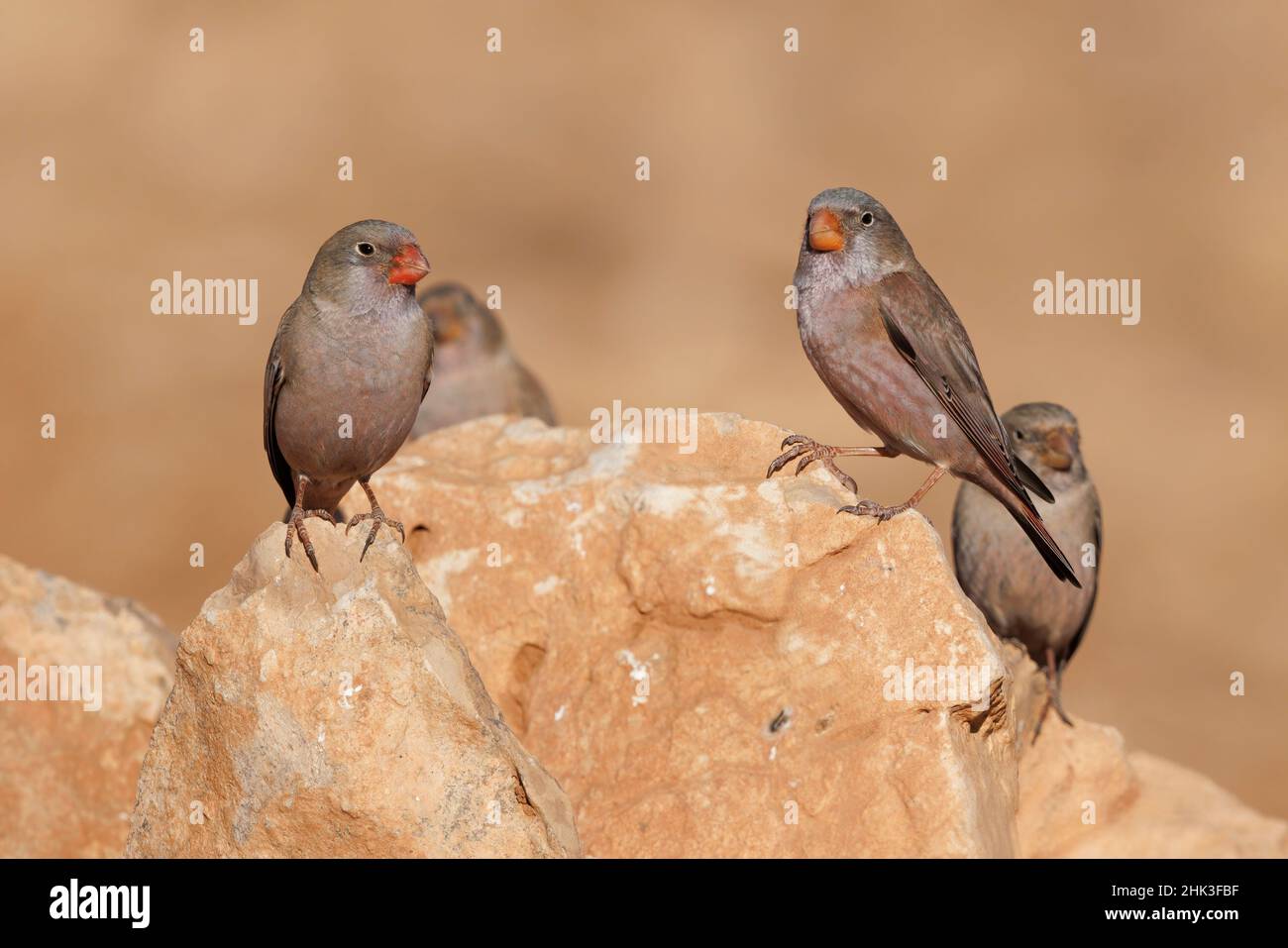 Trompetenfink; Tefia; Fuerteventura; Kanarische Inseln; Stockfoto