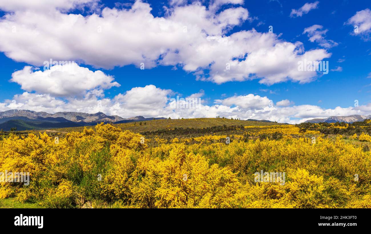 Wildblumen auf sanften Hügeln über dem Lake Te Anau, Südinsel, Neuseeland Stockfoto