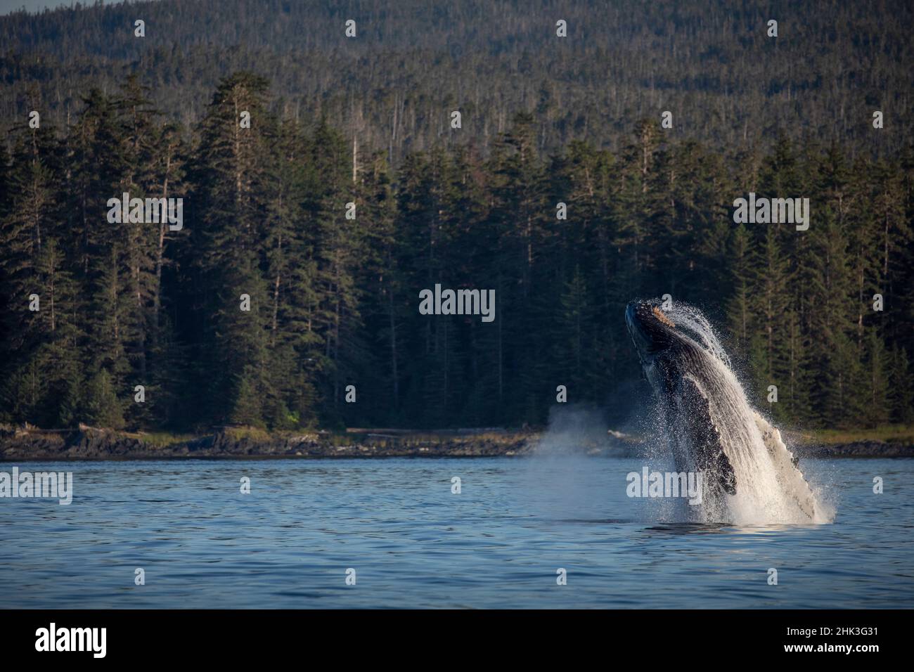 USA, Alaska, Wasser strömen Defizitmarke von Buckelwal (Megaptera novaeangliae) in Frederick Sound in der Nähe von kupreanof Island Stockfoto