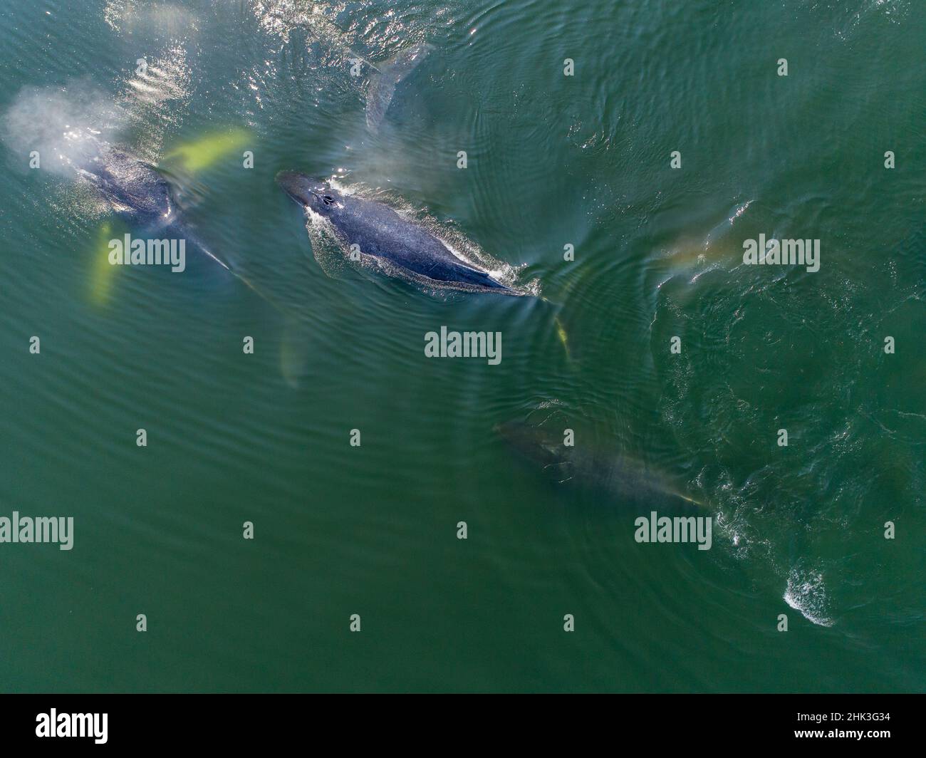 USA, Alaska, Luftaufnahme der Buckelwale (Megaptera novaeangliae) Tauchen von der Oberfläche von Frederick Sound im Sommer am Nachmittag Stockfoto