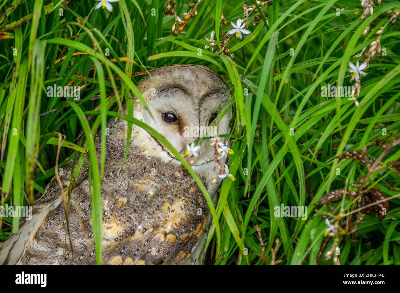 Westliche Stalleule (Tyto Alba) Das Verstecken im Busch wird oft mit withcraft und in Verbindung gebracht Verfolgt in Südafrika Stockfoto