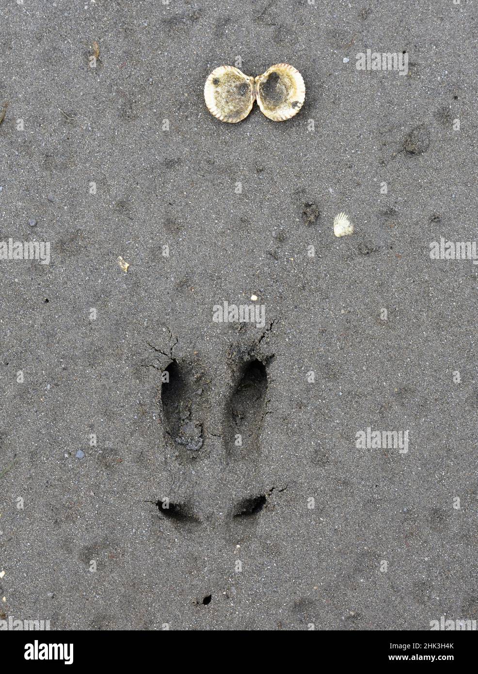 Alaska, Ketchikan, Wildbahn am Strand. Stockfoto
