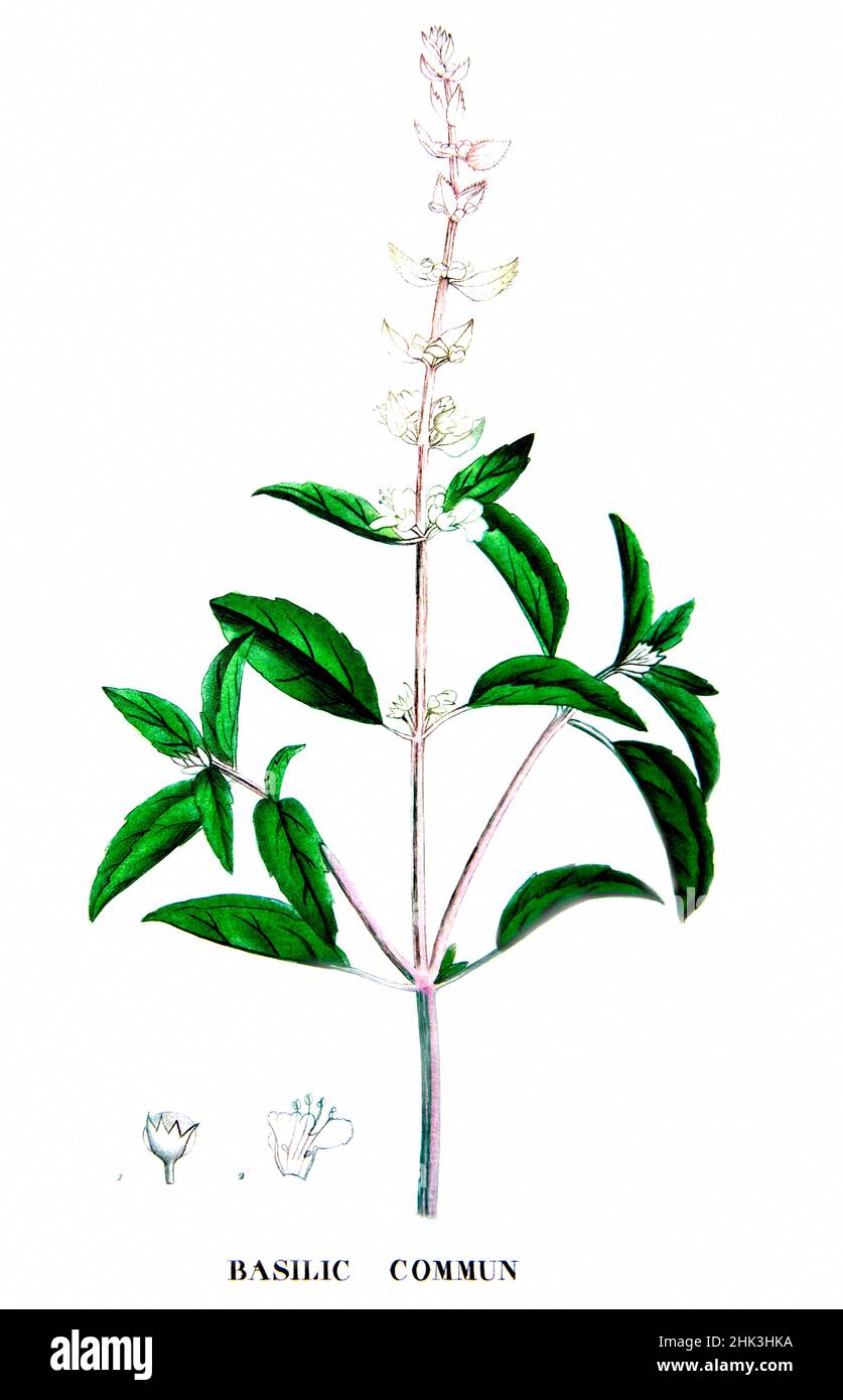 Alte botanische Planke, Basilikum (Ocimum basilicum) Stockfoto