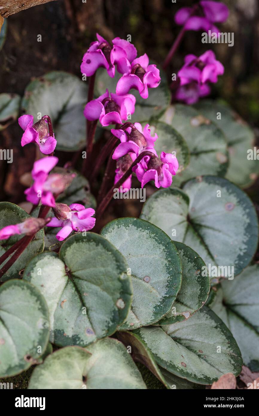 Cyclamen coum 'Pewter Leaf', blühend im Februar. Stockfoto