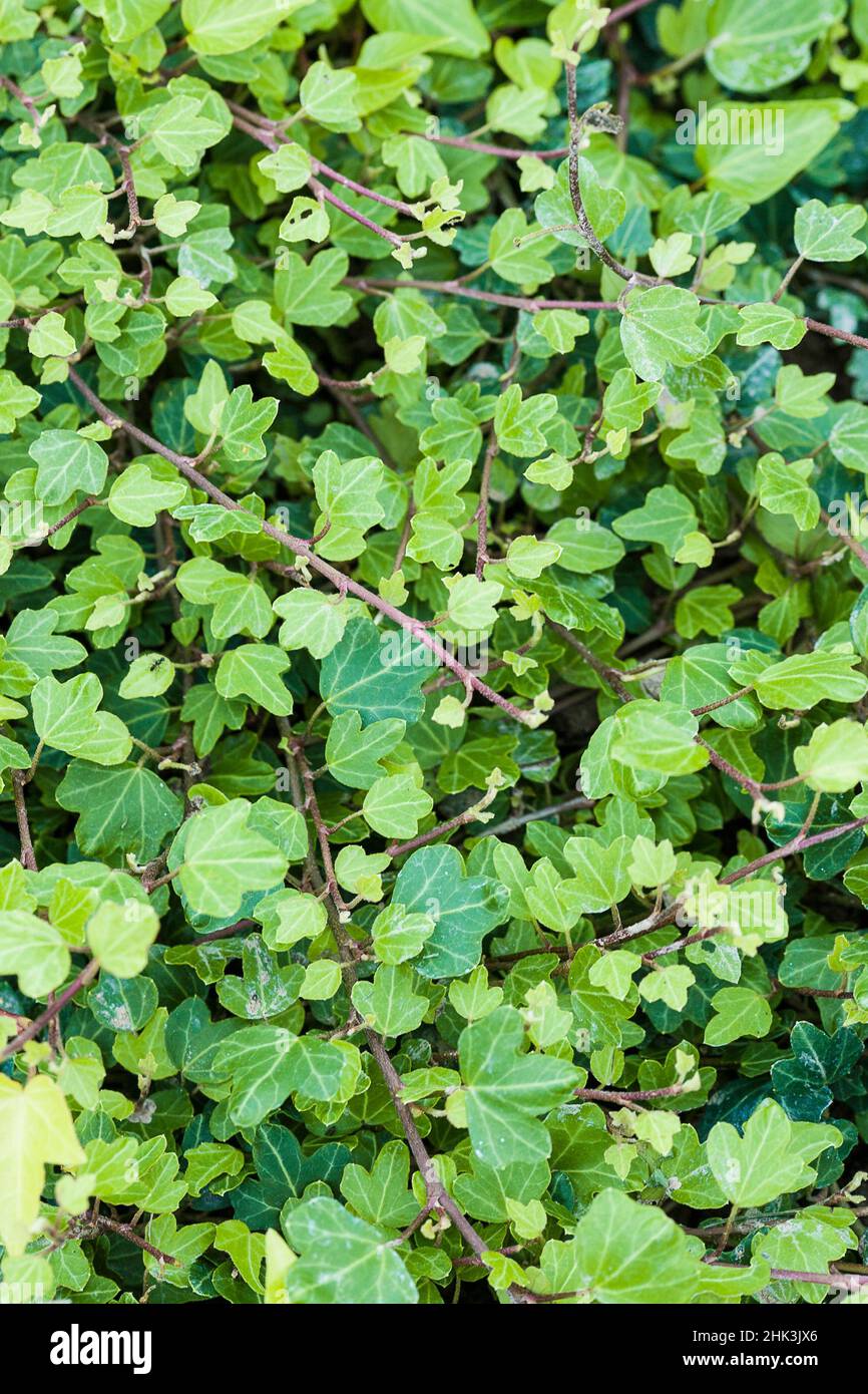 Gartenbauliche vielfalt Fotos und Bildmaterial in hoher Auflösung Alamy