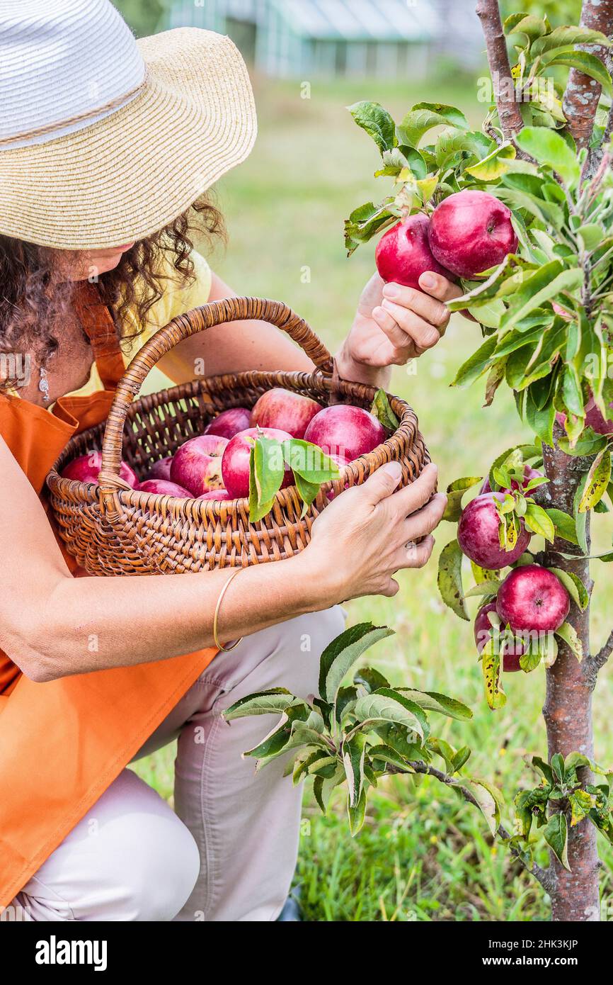 Frau pflückt Äpfel von einem säulenförmigen Apfelbaum „Cheverny“. Stockfoto
