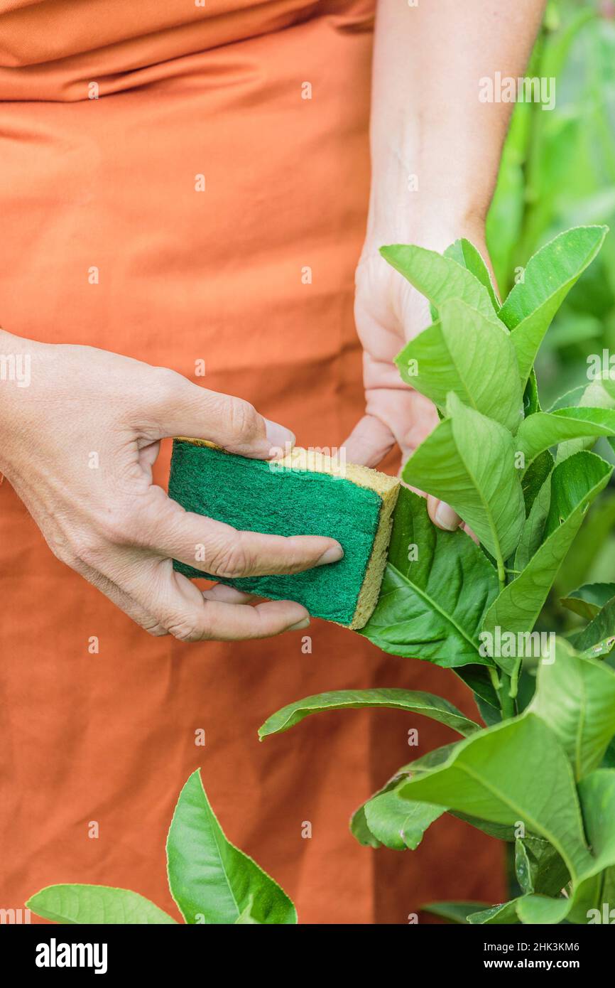 Die Reinigung der Blätter von Zitrusfrüchten durch Schwamm entfernt Kalkablagerungen und Schädlinge wie Blattläuse und Kalkinsekten. Stockfoto