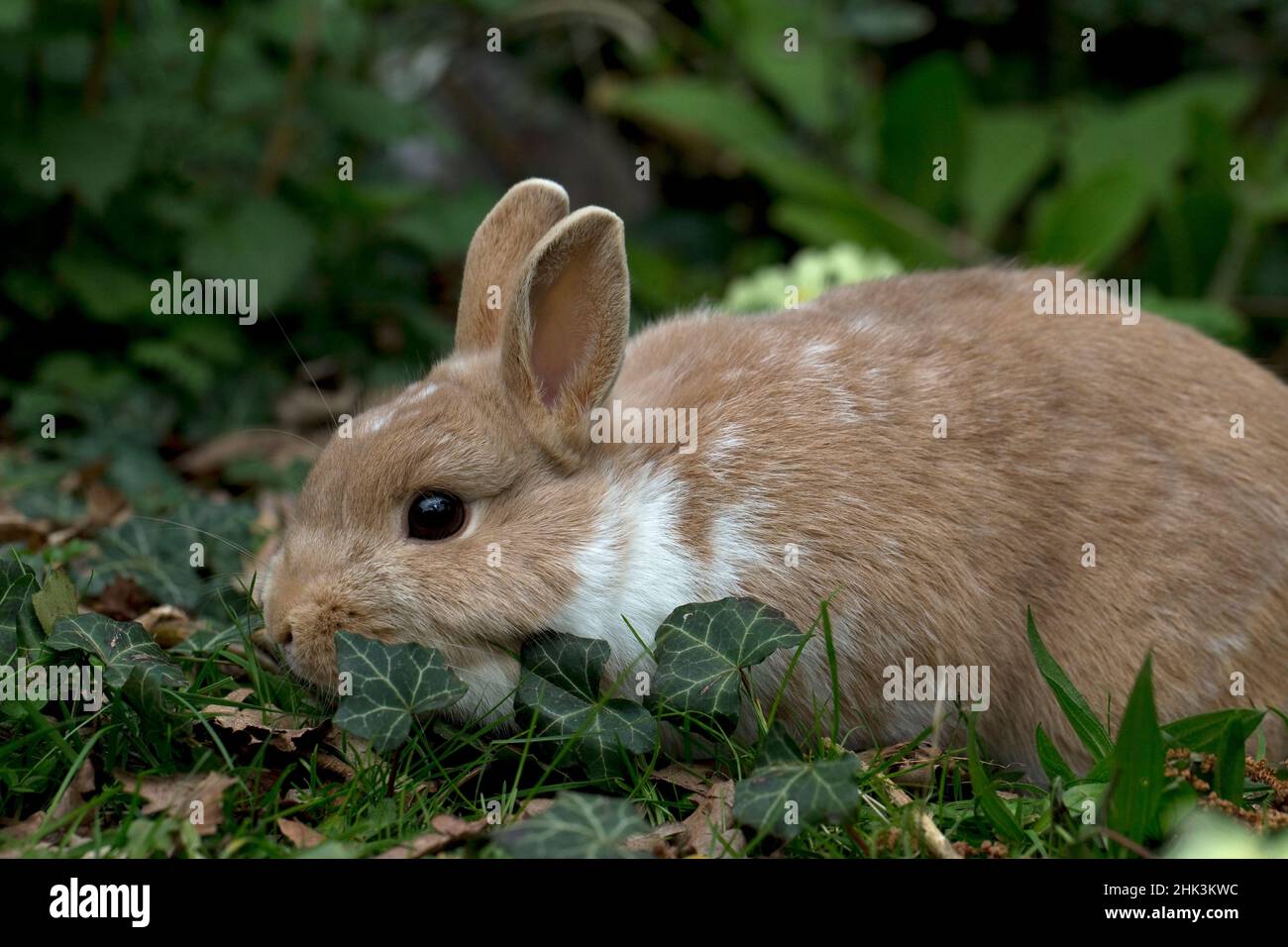 Tierkaninchen Niederländischer Zwerg Stockfoto