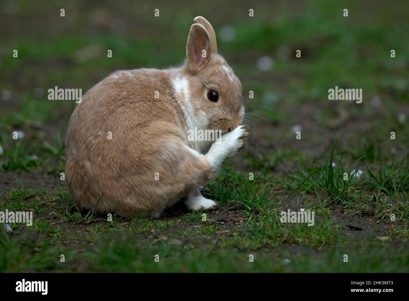 Tierkaninchen Niederländischer Zwerg Stockfoto