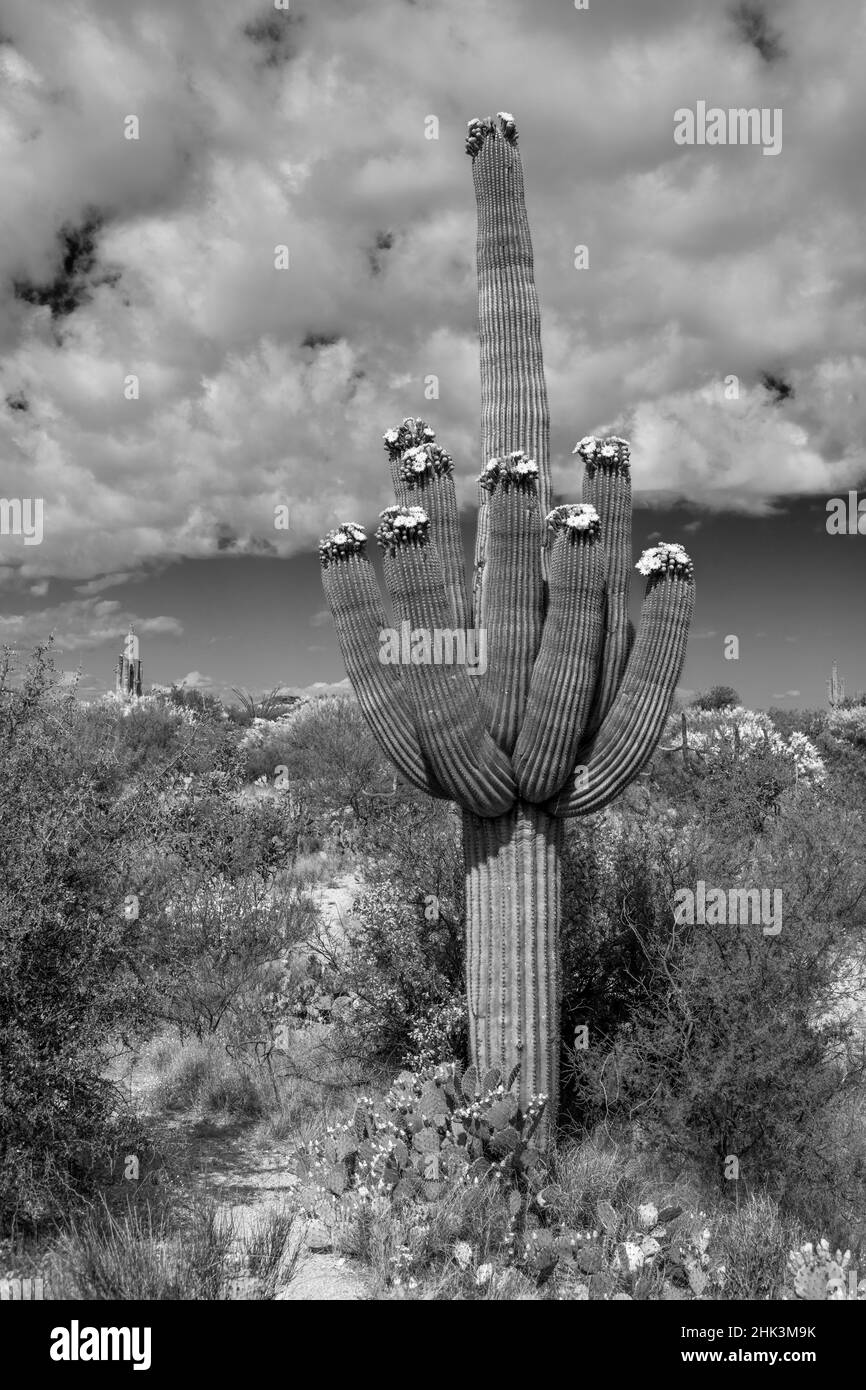 USA, Arizona, Tucson, Saguaro-Nationalpark Stockfoto