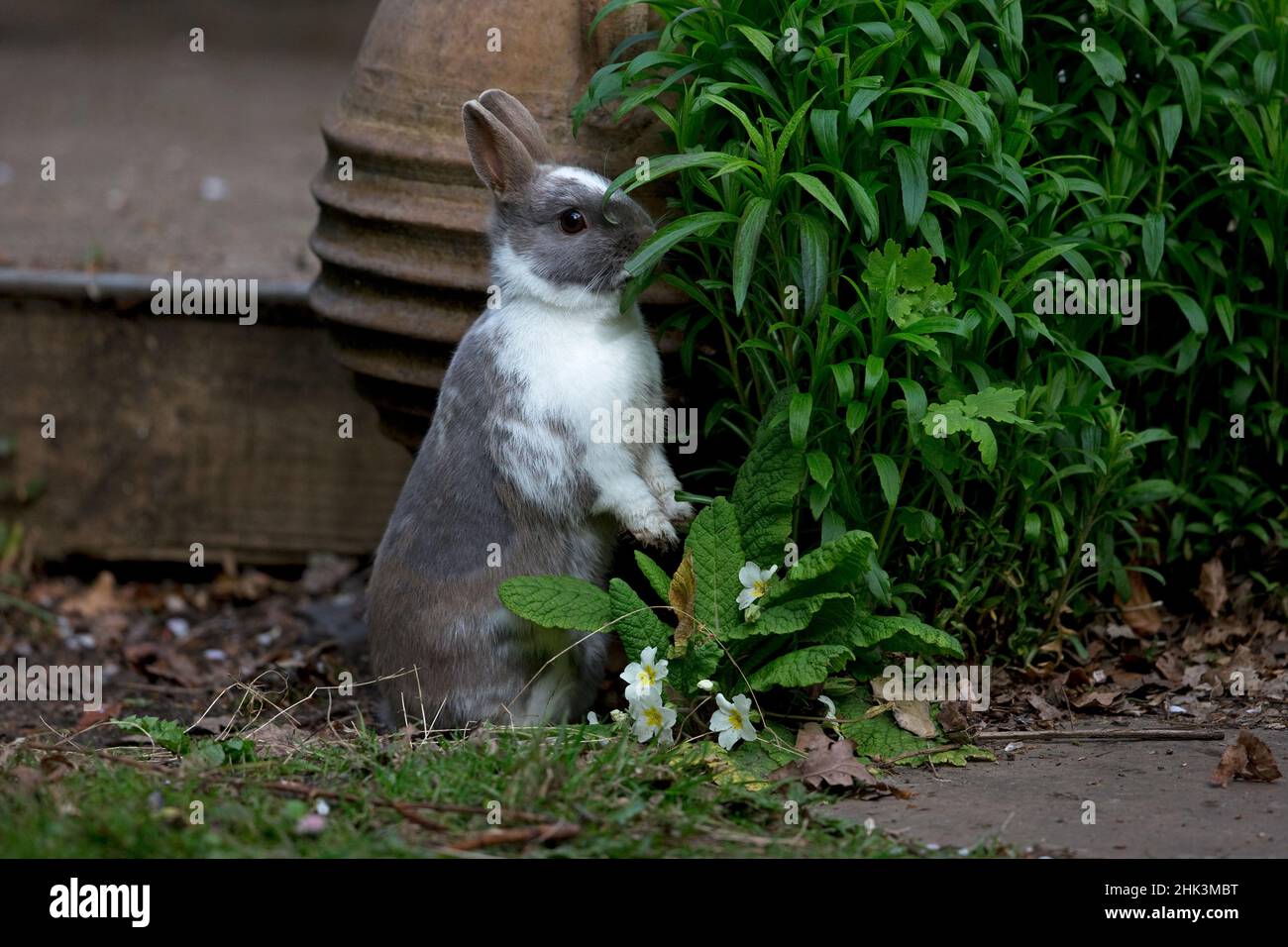 Tierkaninchen Niederländischer Zwerg Stockfoto