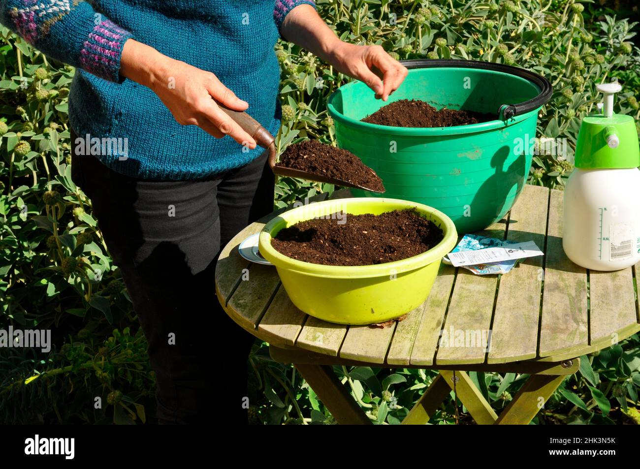 Aussaat in Schalen, Vorbereitung der Schale (ein Becken Stockfotografie -  Alamy