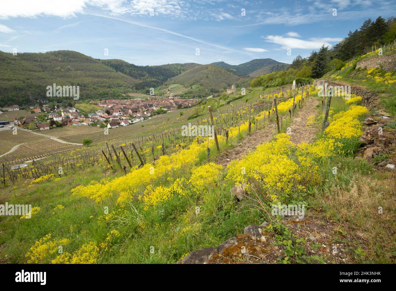Waid (Isatis tinctoria) im Weinberg von Kaysersberg, Haut-Rhin, Elsass, Frankreich Stockfoto