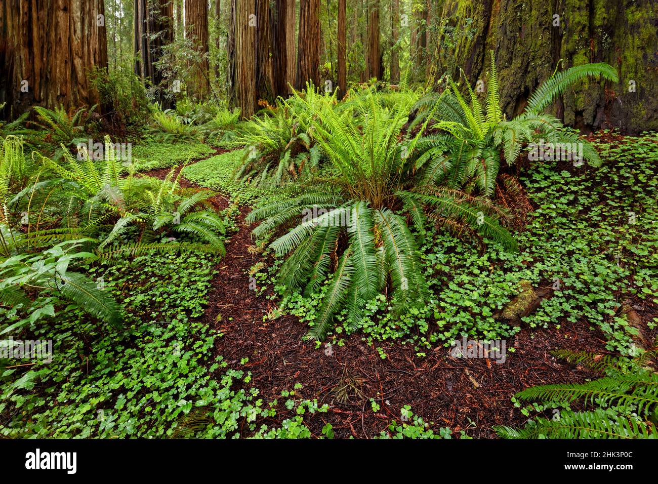 Fußweg durch gewöhnliche Waldsänger und riesige Redwood-Bäume, Stout Memorial Grove, Jedediah Smith Redwoods National und State Park, Kalifornien Stockfoto
