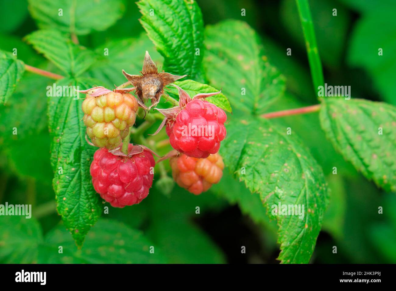Himbeere (Rubus Idaeus) Stockfoto