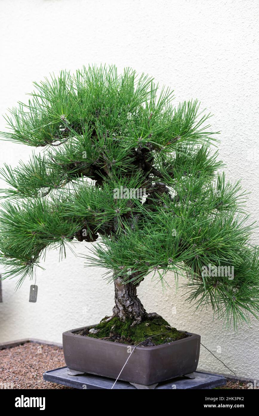 Korkrinde Japanische Schwarzkiefer (Pinus thunbergii var. corticosa), 100  Jahre alter Bonsai, der von der Regierung Japans dem Montreal Botanical  Gard angeboten wurde Stockfotografie - Alamy