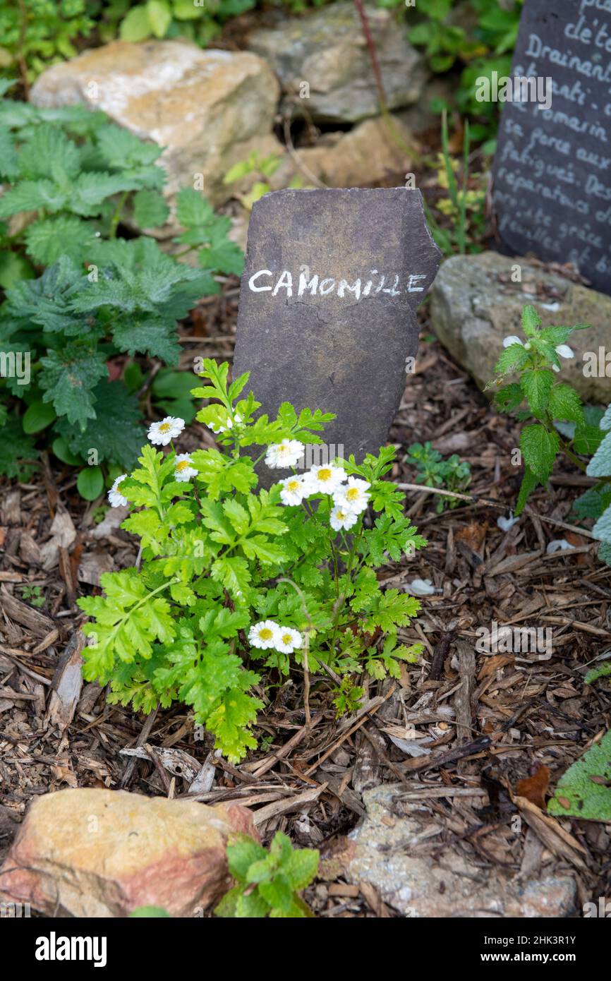 Blühende Kamille im Garten, Sommer, Pas de Calais, Frankreich Stockfoto