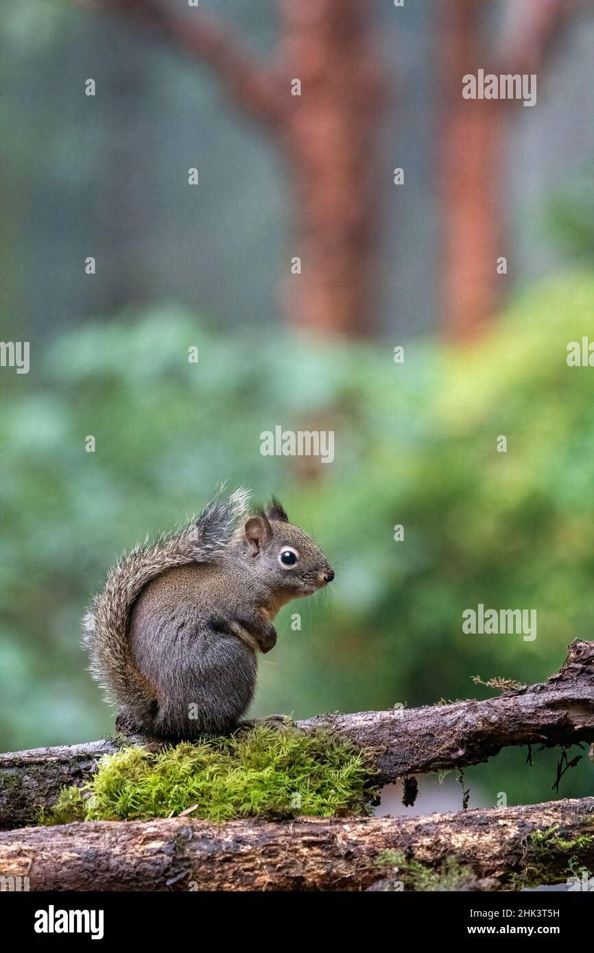 Douglas Eichhörnchen steht auf einem Baumstamm. Stockfoto