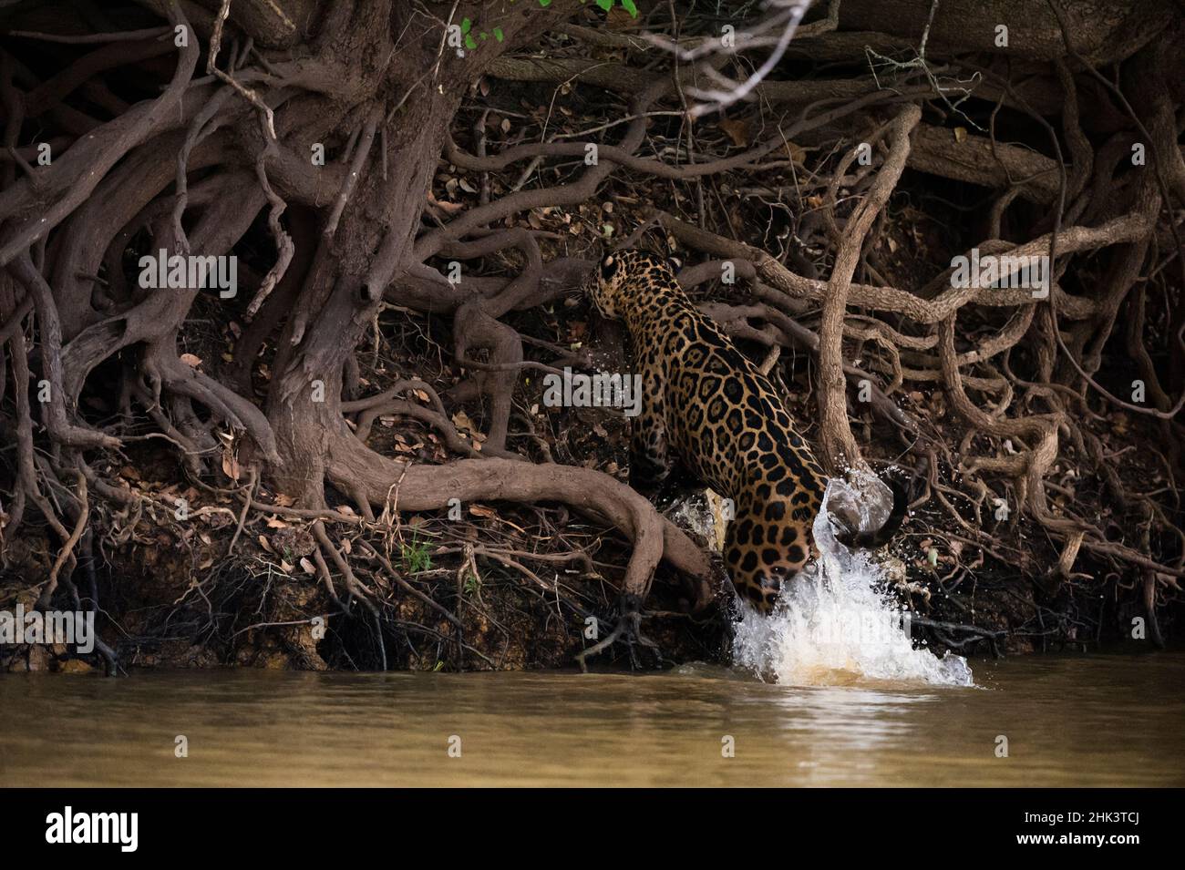 Ein jaguar, Panthera onca, springt aus dem Fluss. Stockfoto