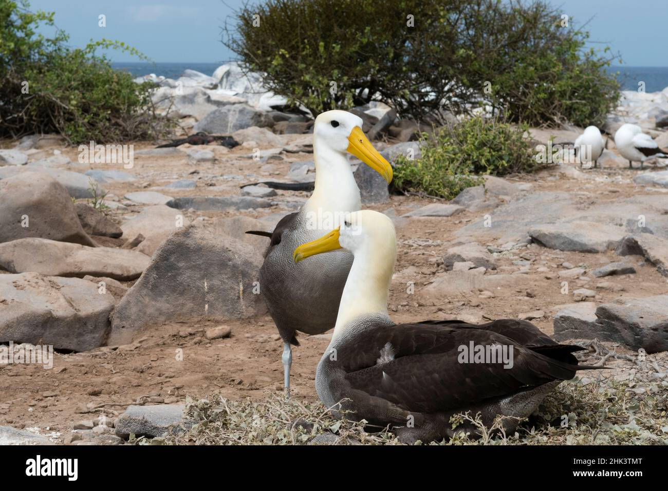 Ein paar Wellenalbatros, Diomedea irrorata, Espanola Island, Galapagos Inseln, Ecuador. Stockfoto