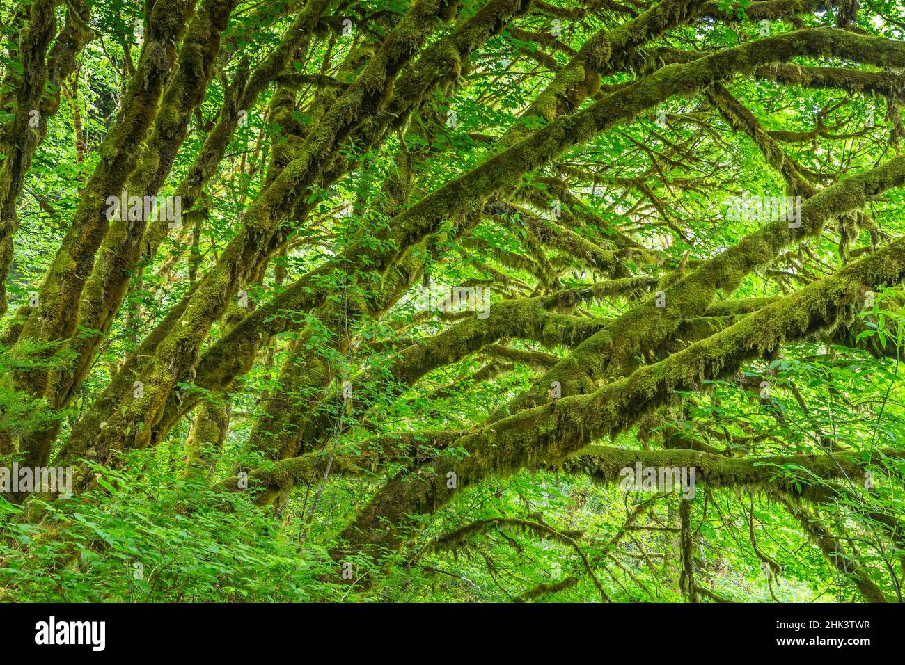 USA, Kalifornien, Redwoods National & State Parks, moosige Bäume Stockfoto