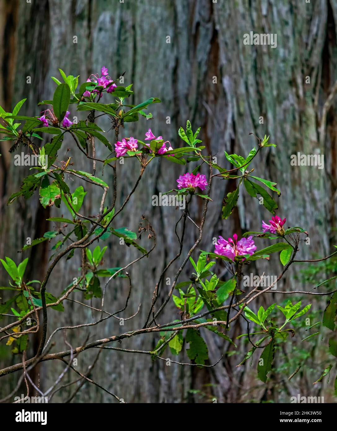 Kalifornien, Crescent City, Damnation Creek Trail, USA, pazifischer Rhododendron Stockfoto