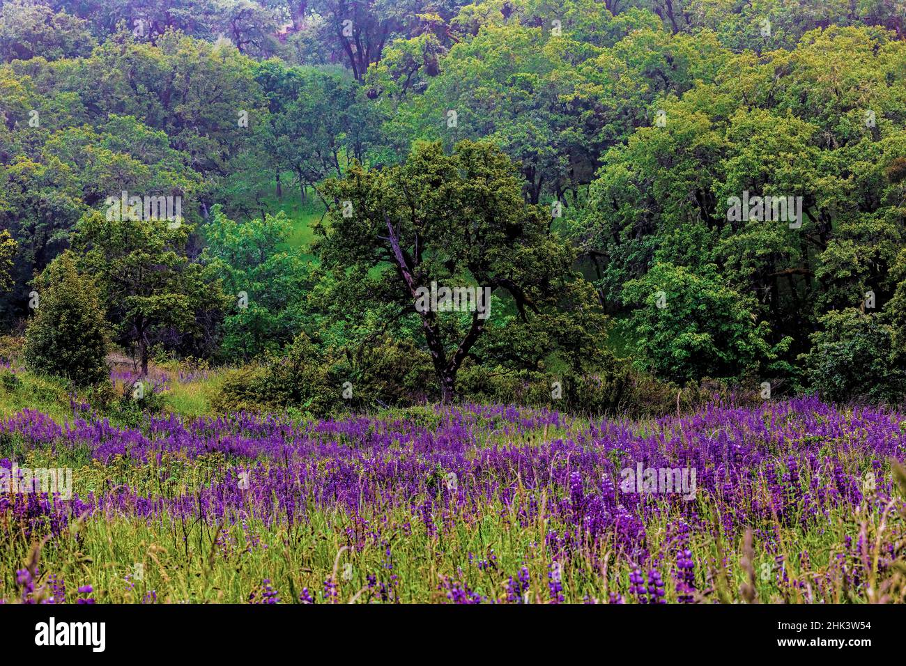 USA, Kalifornien, Crescent City, Redwoods National Park, Silky Lupin Stockfoto