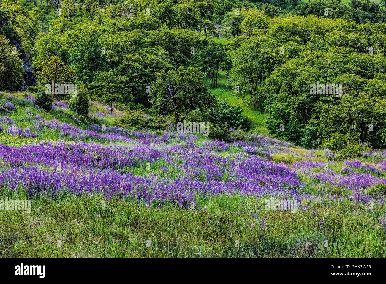USA, Kalifornien, Crescent City, Redwoods National Park, Silky Lupin Stockfoto