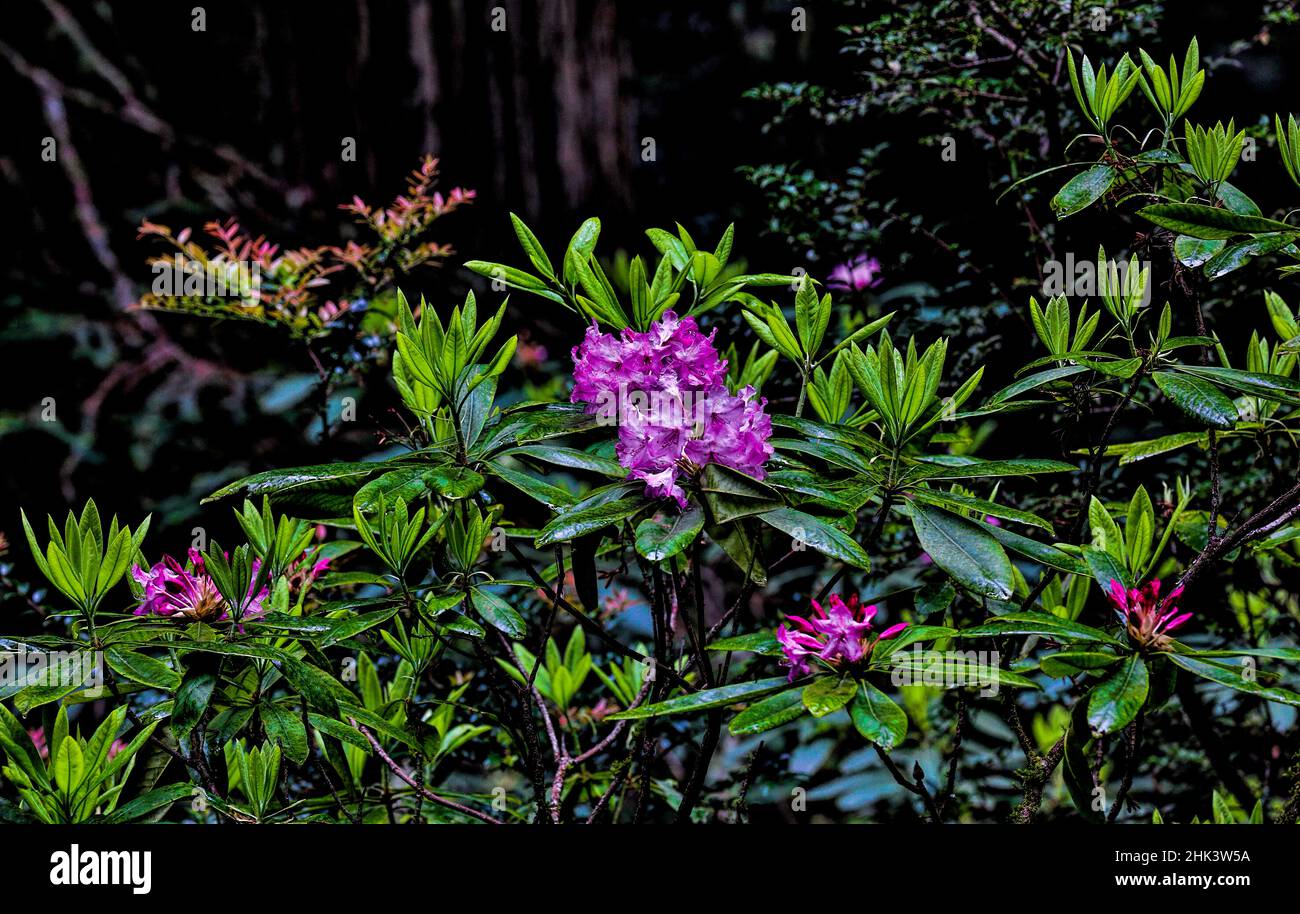 USA, Kalifornien, Crescent City, Del Norte Redwoods State Park, Pacific Rhododendron Stockfoto